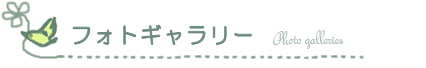 フォトギャラリー